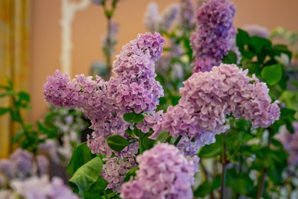 Цветущие кусты сирени и миндаля украсили гостиные музея «Царское Село»